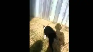 Dog buries bone