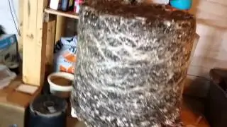 Root Porn : Purple Chem Og