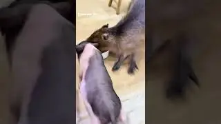 #capybara #loveyouall #childhood #lovestory #cute
