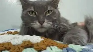 CATS FOR ADOPTION AT SAVE-A-PET.mp4