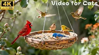 Videos for Cats to Watch 🐱 Real Birds in Nature | Cat TV & Mental Stimulation for Indoor Cats