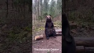 Bear Eating honey#shortvideo #bear