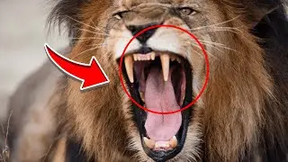 Top 5 Strongest African Animals