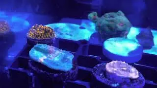 #bouncemushroom #bouncecoral BOUNCE MUSHROOMS!! TOP SHELF AQUATICS ORDER CAME IN TODAY