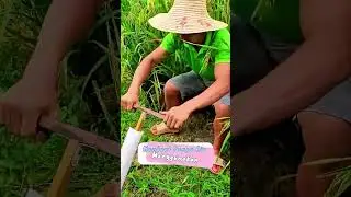 cara cerdas membuat pompa air dari paralon untuk mengairi sawah #satisfying #agriculture