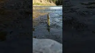 20in rainbow trout. Fishing The Gallatin River Big Sky, Mt #troutreel #rainbowtrout #montana #fish