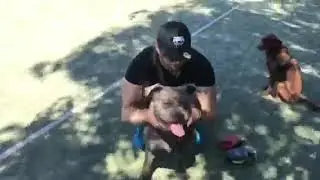 Pitbull dog play basketball teaching skills, питбуль собака играет в баскетбол