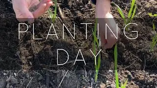 🌱 Fast-Growing Crops to Plant Now | Radishes, Carrots & Peas in the Garden
