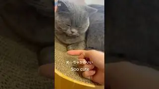 Cat Cafe Diary #love #japaneseculture #japan #sensitive #cats #cat #vlog