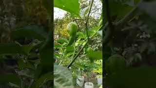 My garden #King Chillies#nature #smallscalefarming #chilliplant#shorts