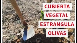 🌾🌱🫒¿Cubierta vegetal en olivar? ¿SÍ O NO? Impresiones tras 5 años de Cubierta Vegetal