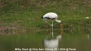 Milky Stork @ Chiu S C DSCN1774