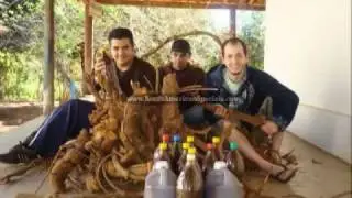 Banisteriopsis caapi - Сбор урожая, подготовка и приготовление аяуаски - Часть 2/2