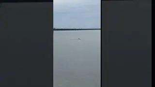 Pelican dive