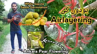 Propagating Plants / Jamaican Cherry | Seed Germination/ White Sapote | Rainy season