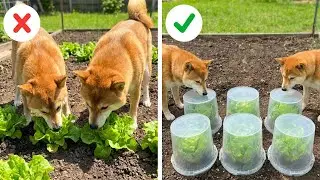 Smart Gardening Hacks to Grow & Save Your Harvest 🌱🍅