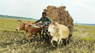 Bullock Cart heavy load mud ride in stuck // Bullock Videos