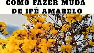 COMO FAZER MUDAS DE IPÊ | MÉTODO INFALÍVEL