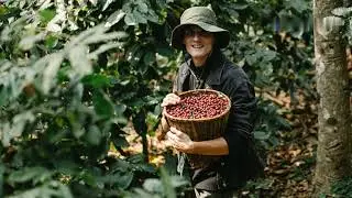 Sustainable Coffee Farming  Innovations