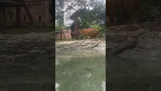 #nationalgeographic #tiger #discovery #animal #wildlife #ranibaug #discovery #awsome