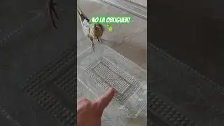 C&oacute;mo ba&ntilde;ar una Ninfa 🦜 #mascotas #funnypets #ninfas