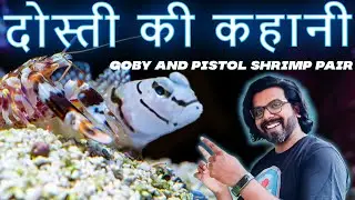 Watchman Goby & Pistol Shrimp in HINDI | The Ultimate Underwater Friendship