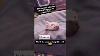 His Hamster Knew 😭🐹