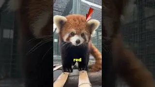 Red Panda Facts You Didn&rsquo;t Know 😱
