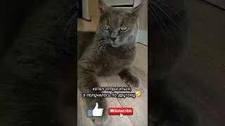 ХОТЕЛ ОТПРОСИТЬСЯ, А НАЧАЛЬНИК НАОРАЛ!🤯 #sorts #cat #видосыоткота #шотландец #юмор