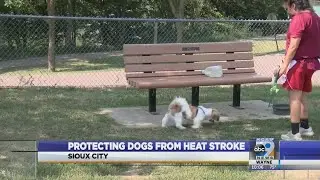 Dog days of summer: Protecting your canine from heat stroke