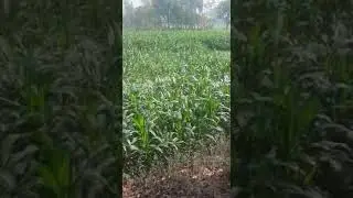 Cheapest agricultural land for sale in Bihar || 1 Bigha price in Patna ll Plot in Patna