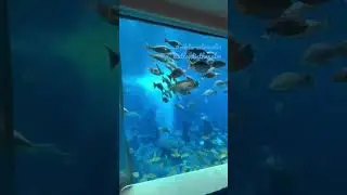 #atlantisthepalm #viktoriatravelin #дубай #dubai #dubaipalm #palmdubai #турывдубай #атлантис #рыба