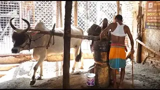 How To Make Traditional Mustard Oil Ancient Occupation ghani.