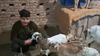 pahlwan goat farm mathura