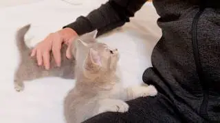 Glancing sideways at the kitten purring away, I stroked the other one...