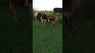 #cow #soundeffectsstudio #farming #funny #farm #animals #soundeffect #shorts🐄
