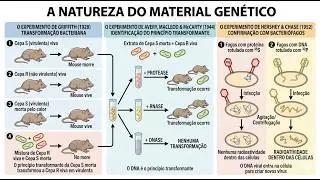 DNA - A Natureza do Material Gen&eacute;tico