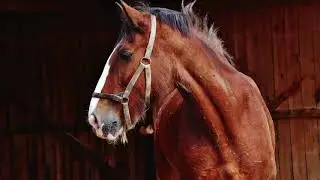 Horse Walk Up and Snort in Stable Soft Sound Effect