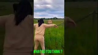 Sapi lucu bikin ngakak #shorts #funnyvideo #sapisimental