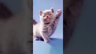 😺meow dialog😺trending dialog😺please subscribe, like snd share😺