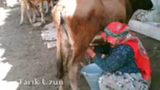 Süngülü (Arile) Köyü - (TARIK UZUN)