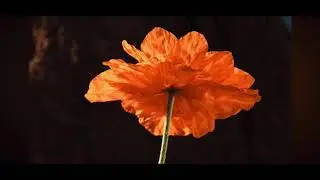 Good Good Blood - Flowers Bloom (Official Video)