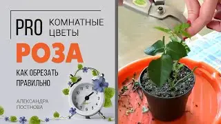 Как правильно обрезать комнатную розу