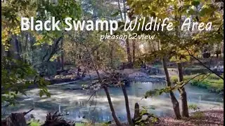 Black Swamp Wildlife Area, October 2025