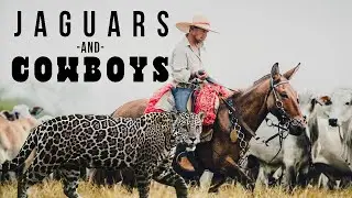 Jaguars & Cowboys | In the Field with Donal Boyd