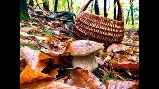 Porcini del 2 Novembre 2018!!!! Una buttata che deve entrare nella storia!!!!!!