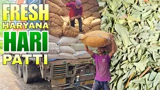Fresh & Green Double Filter Haryana Hari Patti @ P&S Agro ▪︎ 14-07-2025