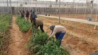Saudi Arabia in green houses work (saudi arab me green houses ka kam kesa hota hai)Ksa Majra