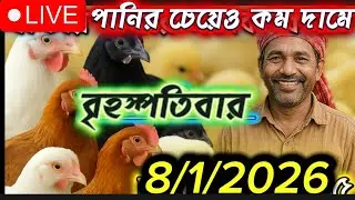 আজকের মুরগির বাচ্চার দাম | Broiler & Sonali Chick Price Today | Live Poultry Market Bangladesh