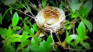 Bird coo coo very pathetic#bird #birds #birdslove  #animals